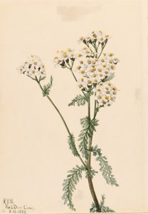 Western Yarrow by Mary Vaux Walcott
