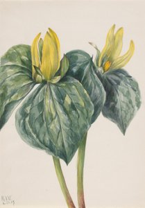 Whippoorwill Flower (Trillium hugeri)