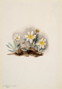 White Dryad Dryas octopetala