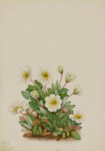 White Dryad Dryas octopetala, 1925