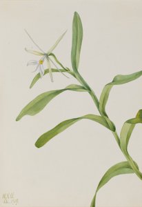 White Epidendrum by Mary Vaux Walcott