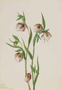White Fairy Lantern by Mary Vaux Walcott
