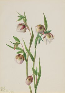 White Fairy Lantern by Mary Vaux Walcott