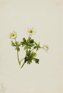 White Globeflower (Trollius Albiflorus) by Mary Vaux Walcott