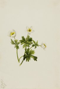 White Globeflower Trollius albiflorus, 1899 by Mary Vaux Walcott