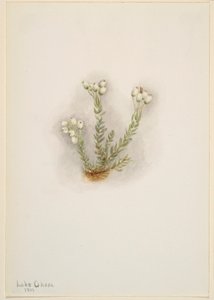 White Heather (Phyllodoce grandiflora)