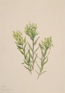 White Indian Paintbrush Castilleja occidentalis by Mary Vaux Walcott