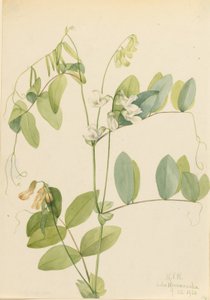 White Pea