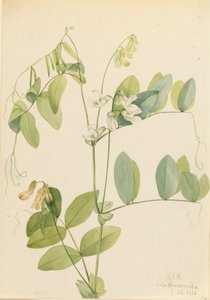 White Pea Lathyrus ochroleucus, 1920 by Mary Vaux Walcott