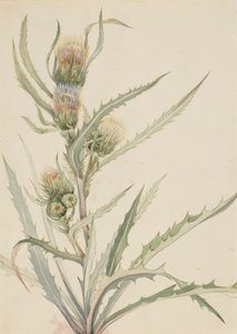 White Thistle Cirsium hookeranum, n.d.