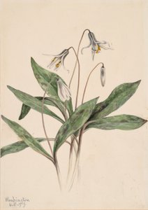White Troutlily Erythronium albidum