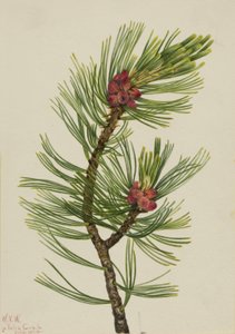 Whitebark Pine by Mary Vaux Walcott