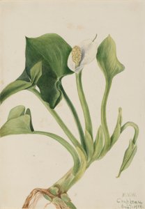 Wild Calla by Mary Vaux Walcott