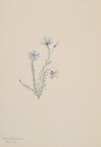 Wild Flax Linum lewisii, 1919
