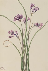 Wild Hyacinth by Mary Vaux Walcott