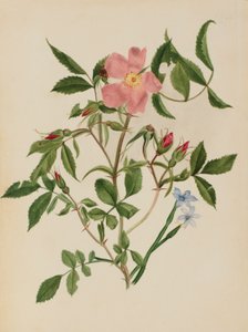Wild Rose and Blue-eyed Grass