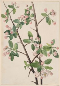 Wild Sweet Crab (Malus coronaria) by Mary Vaux Walcott