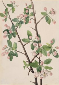 Wild Sweet Crab Malus coronaria, 1920 by Mary Vaux Walcott