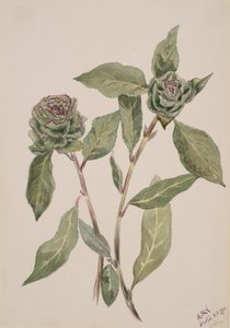 Willow Salix