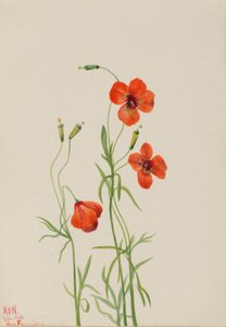 Wind Poppy, 1926