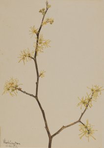 Witch-Hazel by Mary Vaux Walcott