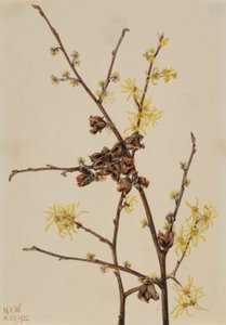 Witch Hazel