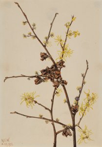 Witch Hazel Hamamelis Virginiana, 1922 by Mary Vaux Walcott
