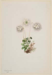 Wood-Nymph Moneses Uniflora, 1902