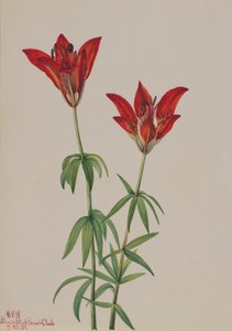 Wood Lily Lilium philadelphicum