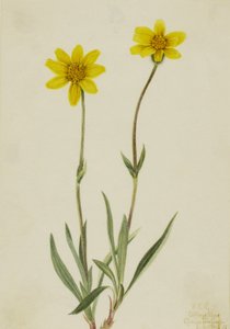 Woolly Arnica Arnica tomentosa, 1920 by Mary Vaux Walcott
