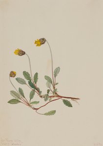 Yellow Dryad Dryas drummondii, 1904