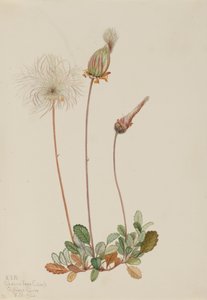 Yellow Dryad Fruit Dryas drummondii by Mary Vaux Walcott