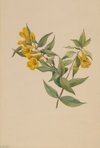 Yellow Jessamine Gelsemium Sempervirens