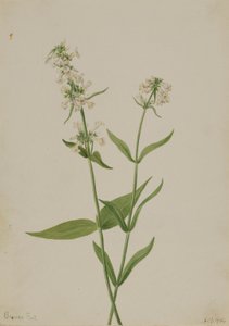 Yellow Pentstemon (Pentstemon confertus) by Mary Vaux Walcott