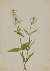 Yellow Pentstemon by Mary Vaux Walcott