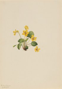 Yellow Violet Viola Orbiculata