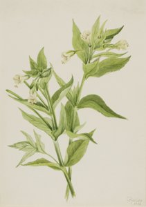 Yellow Willow-Weed Epilobium lutem