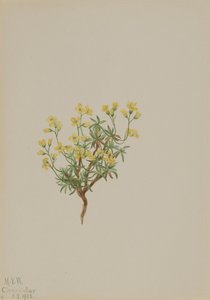 Yellow Willow Grass