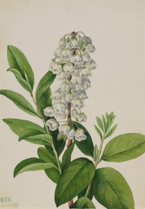 Zenobia Zenobia cassinifolia by Mary Vaux Walcott