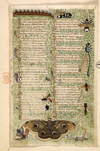 Wasps, moths, dragonflies and a caterpillar, from a Treatise on the Virtues and Vices, and an anonymous prose history of Sicily (fragment) by Master of the Cocharelli Codex