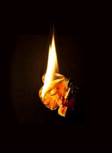 Burning Butterfly 17 by Mat Collishaw