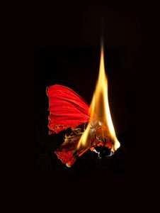 Burning Butterfly 18, 2013