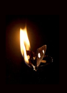Burning Butterfly 21, 2013