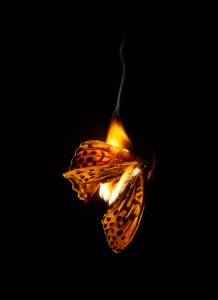 Burning Butterfly 25, 2013