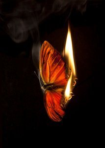 Burning Butterfly 2 by Mat Collishaw