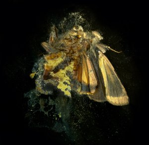Insecticide 12 by Mat Collishaw