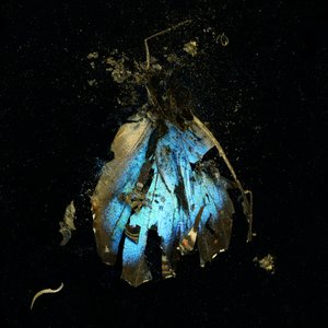 Insecticide 16, 2009 by Mat Collishaw