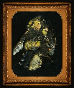 Insecticide 2