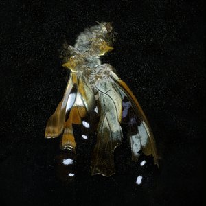 Insecticide 38 by Mat Collishaw