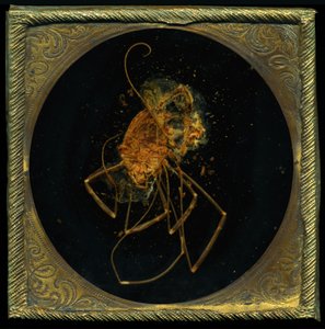 Insecticide 5